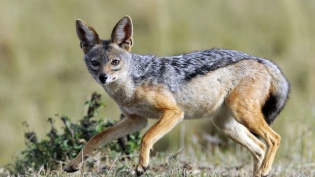 Ucarda çaqqalın sakinlərə xəsarət yetirməsinin TƏFƏRRÜATI