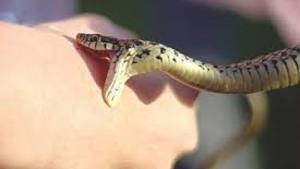 Yevlaxda kişini ilan sancdı - təcili BAKIYA göndərildi