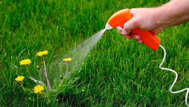 Kimyəvi maddə istifadə etmədən alaq otlarını yox edən sadə üsul