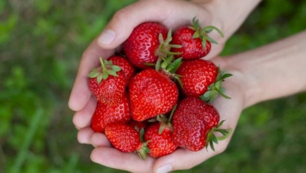 Üzərində bu ləkə olan çiyələyi ALMAYIN &ndash; Zəhərlənə bilərsiniz