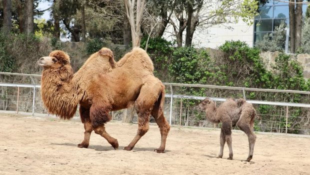 Bakı Zooloji Parkında ikihürgüclü dəvə balası doğuldu - FOTO