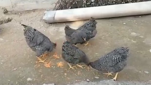 İt də getdi, ip də... &ndash; 140 manat ödədi, ortada nə xoruz var, nə fərə - VİDEO