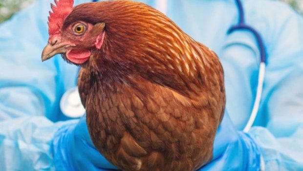 Azərbaycanda quş qripi və Nyukasl xəstəliyi aşkarlanıb? &ndash; RƏSMİ