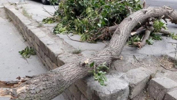 Bakıda güclü külək səbəbindən 34 ağac AŞIB