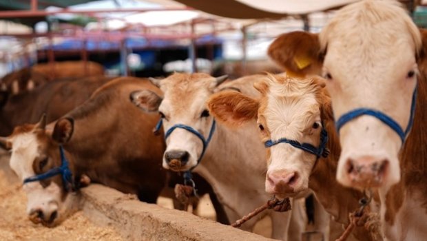 Fermerlərin DİQQƏTİNƏ &ndash; Bu heyvanların bazarda satılmasına icazə VERİLMƏYƏCƏK &ndash; RƏSMİ