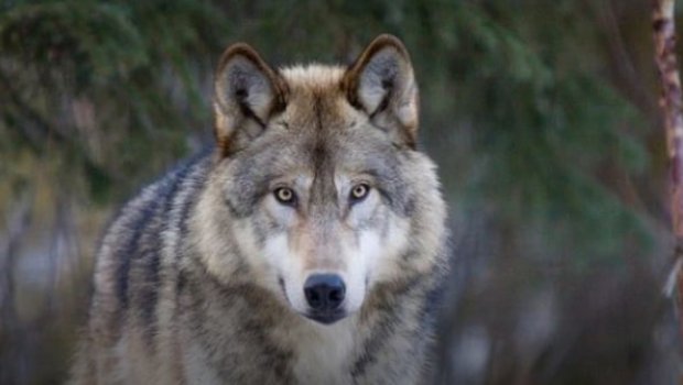 Qaxda canavarlar qoyunları parçalayıb