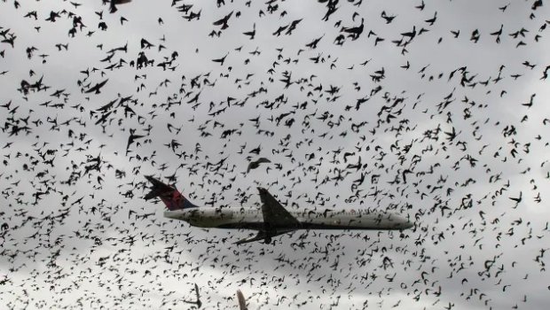 Sərnişin təyyarəsi havaya qalxdıqdan dərhal sonra quş dəstəsi ilə toqquşdu
