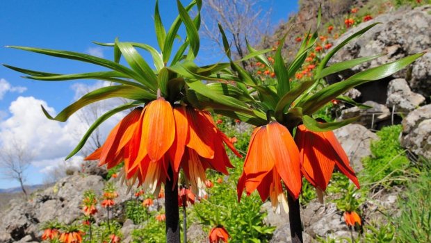 Bu gülü dərənləri 27 min manat cərimə GÖZLƏYİR