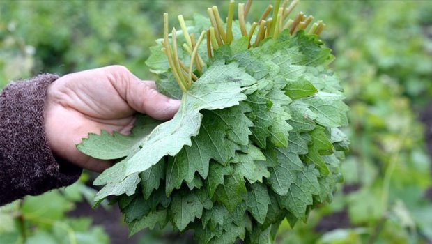 Üzüm yarpağı quru halda bankaya necə qoyulur?