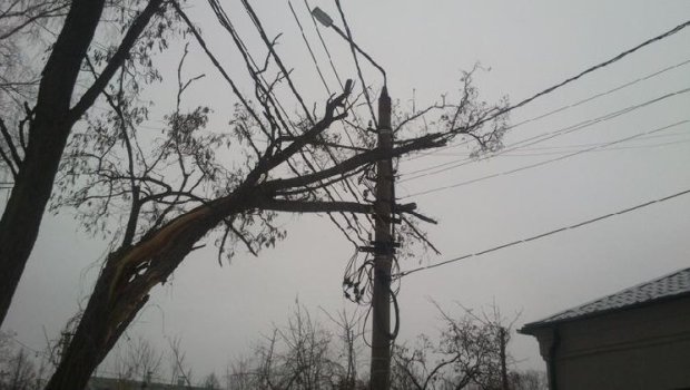 Zaqatalada ağacların arasından keçən elektrik naqilləri &ndash; FOTO