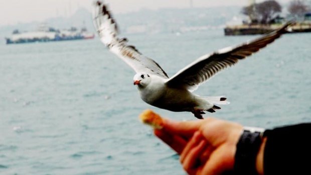 Yaxşı niyyət, pis nəticə: Quşları çörək qırıntıları ilə bəsləməyin ölümcül təhlükəsi