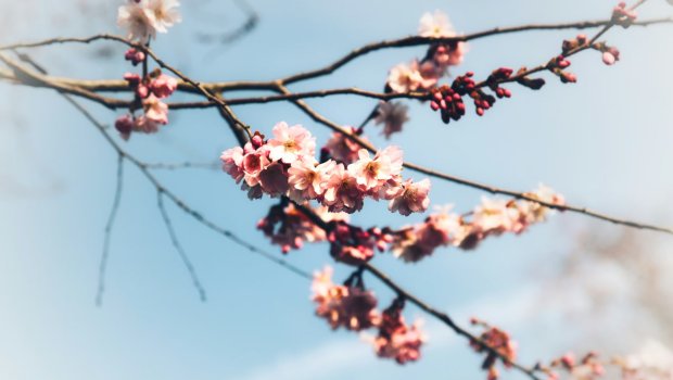 Apreldə havanın temperaturu iqlim normasından yuxarı olub