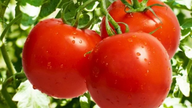 Bu qida tullantısı böyük pomidor yetişdirməyə kömək edir&mdash; Bağbanlar sirri açdı