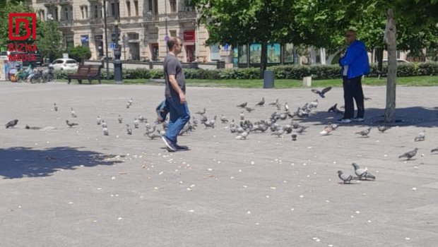 Göyərçinlərə qayğı, yoxsa çörəyə hörmətsizlik? &ndash; FOTOFAKT