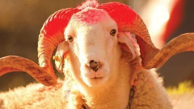 Qurban bayramı ilə bağlı vətəndaşlara ÇAĞIRIŞ