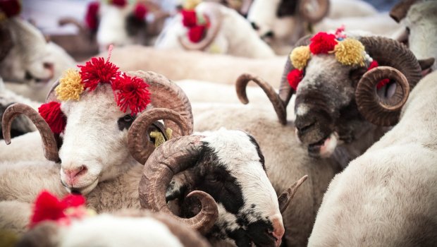 Qurban ətini nə qədər saxlamaq olar?
