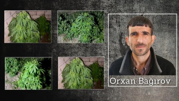 Salyanda çətənə kolları yetişdirən keçmiş məhkum saxlanıldı