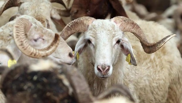 Bayram günü Azərbaycanda nə qədər qurban kəsilib?