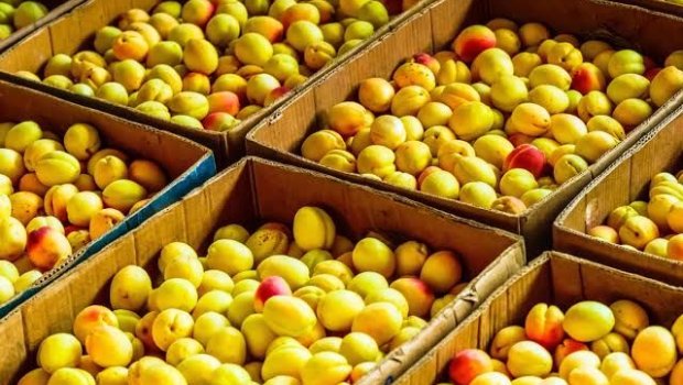 Rusiyada erməni əriyini bu ölkələrin meyvələri əvəz edəcək