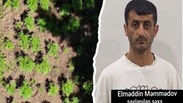 Hirkan Milli Parkında narkoplantasiya aşkarlandı - FOTO/VİDEO