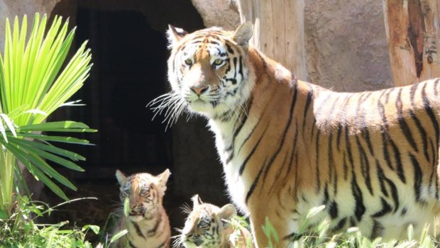 Bakı Zooloji Parkında Amur pələnginin balaları dünyaya gəldi &ndash; FOTO