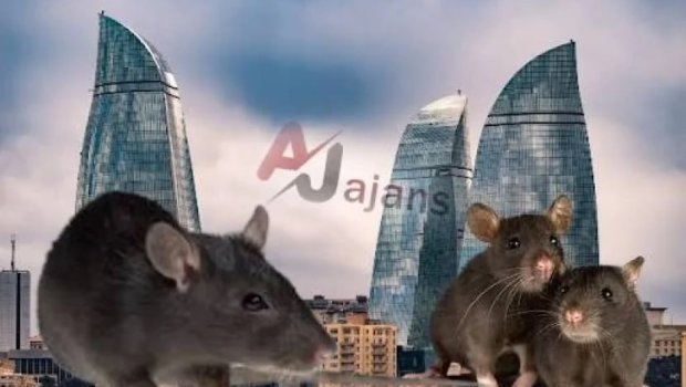 Azərbaycana çoxlu sayda SİÇAN-SİÇOVUL GƏTİRİLİR
