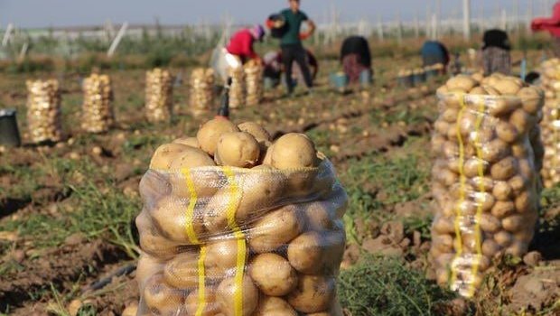 Kartof sahədə 10 qəpik, marketdə 80 qəpik &ndash; Qazanan KİMDİR?
