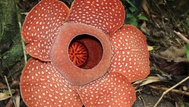 Dünyanın ən sirli bitkisi çiçək açdı &ndash; FOTO