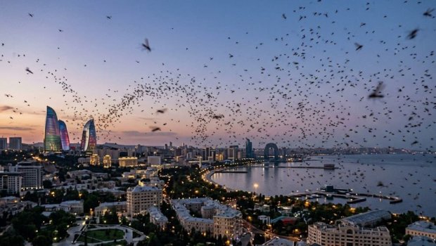 Bakı sakinləri təşvişdə -Yayılan bu sirli həşərat nədir?