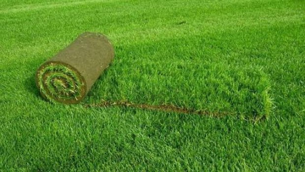 Qazonu nə vaxt biçmək lazımdır?
