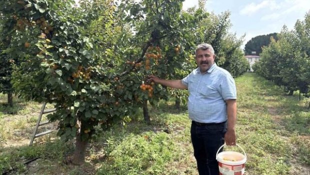 Yeddi il əvvəl əkməyə başladı - İndi hər ağacdan 300 kq məhsul götürür &ndash; FOTO