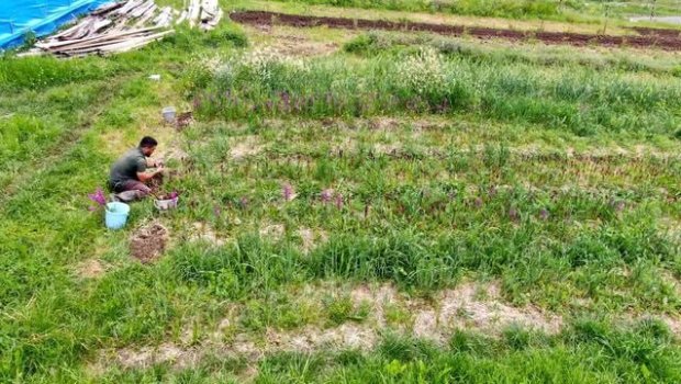 Təbiətdən toplanması qadağandır &ndash; Bir kiloqramı 560 manata satılır &ndash; FOTO