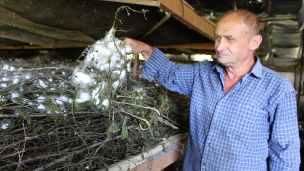 Oğuzda kənd təsərrüfatı yeni mərhələdə - FOTO/VİDEO
