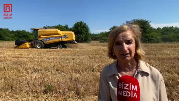 Əkin sahələri artsa da, məhsuldarlıq azalıb... &ndash; Xaçmazın taxıl zəminlərindən VİDEOREPORTAJ