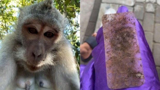 Makaka turistin telefonunu oğurladı - Selfi çəkdi &ndash; FOTO