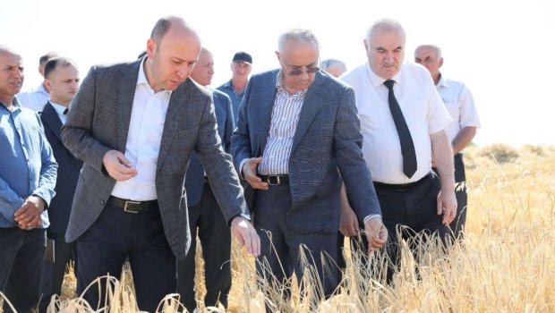 Qusarın icra başçısı taxıl biçini sahələrinə baxış keçirdi - FOTO