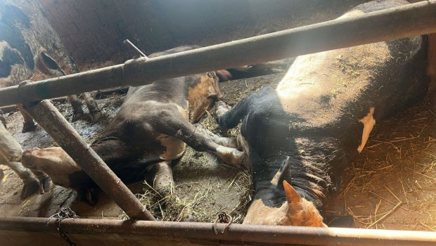 Cəlilabadda heyvanlar arasında naməlum xəstəlik yayıldı &ndash; Heyvanlar tələf olur - FOTO