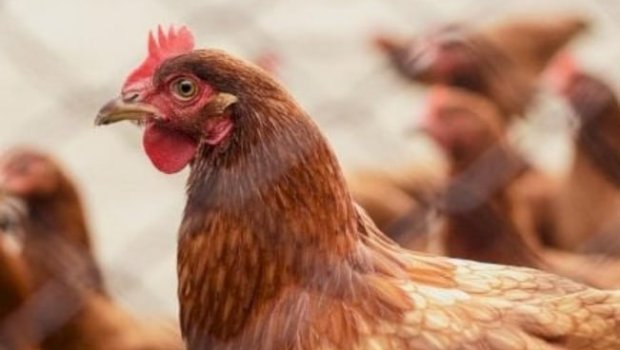 Vətəndaşların həyətlərində saxladığı toyuqlar da vaksin olunacaq? &ndash; RƏSMİ AÇIQLAMA