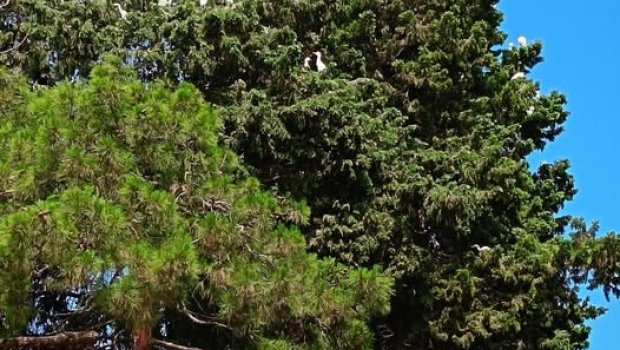 Qazaxda çəkilən BU GÖRÜNTÜLƏR müzakirələrə səbəb oldu - FOTO