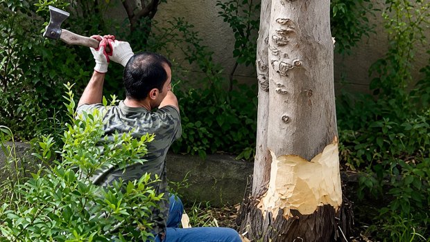 Həyətindəki ağacı kəsən şəxs cərimə oluna bilər?
