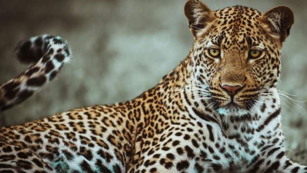 Hindistanda dəhşətli anlar: Leopard mağazaya girib 3 nəfəri yaraladı - VİDEO