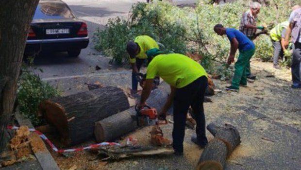 Bakıda sınan ağaclar yollardan götürüldü&ndash; FOTO