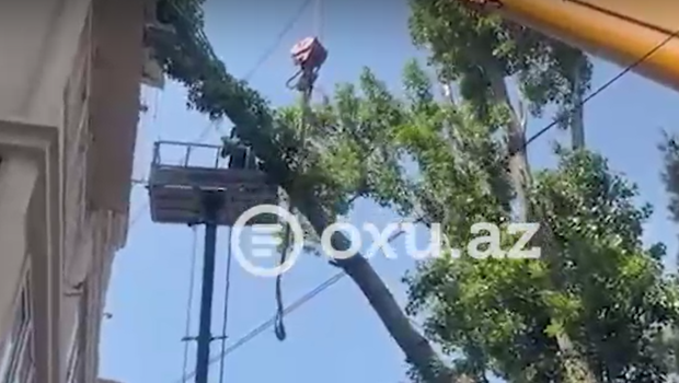 Bakıda beşmərtəbəli binanın üzərinə aşan iri ağac budağı kəsilərək götürüldü &ndash; VİDEO