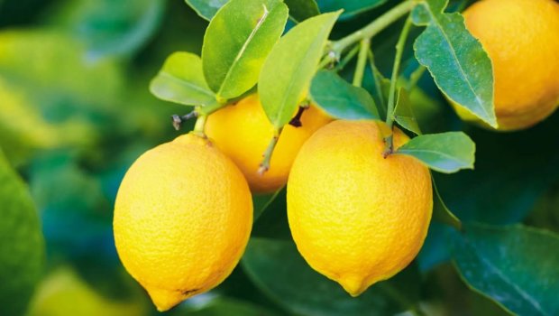 Azərbaycanda limonun qiyməti bahalaşdı - Səbəb nədir?