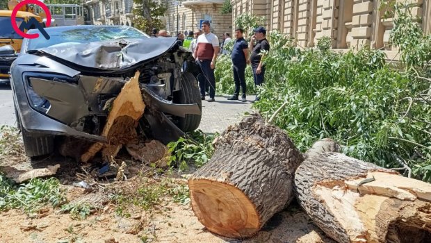 Bakının mərkəzində sükanı bloklanan maşın ağaca çırpıldı &ndash; FOTO