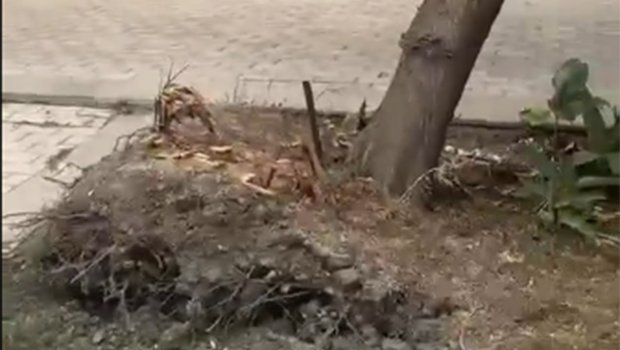 &ldquo;Elmlər Akademiyası&rdquo;nda təhlükə - Ağac hər an aşa bilər - VİDEO
