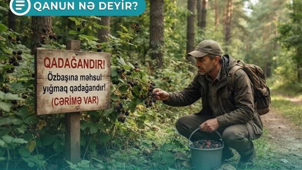 Bəzi məhsulları icazəsiz yığdığınıza görə cərimə oluna bilərsiniz - Qanun nə deyir? &ndash; VİDEO