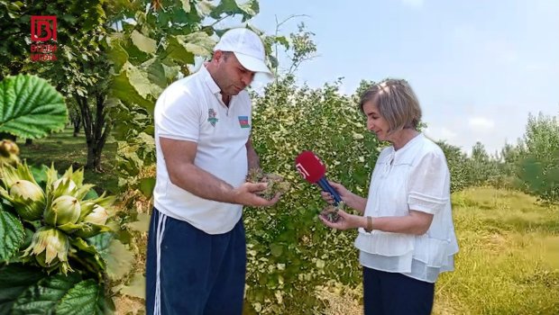 Xaçmazın fındıq bağları MƏHV olur - Fermerlər ağacları niyə kəsir? - VİDEOREPORTAJ