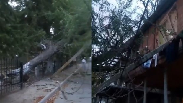 Uşaq bağçasının həyətindəki ağac binanın üstünə aşdı- Video
