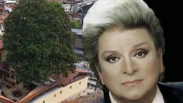 Zeki Mürenə ilham verən 300 illik ağac- Hələ də qorunur+Fotolar